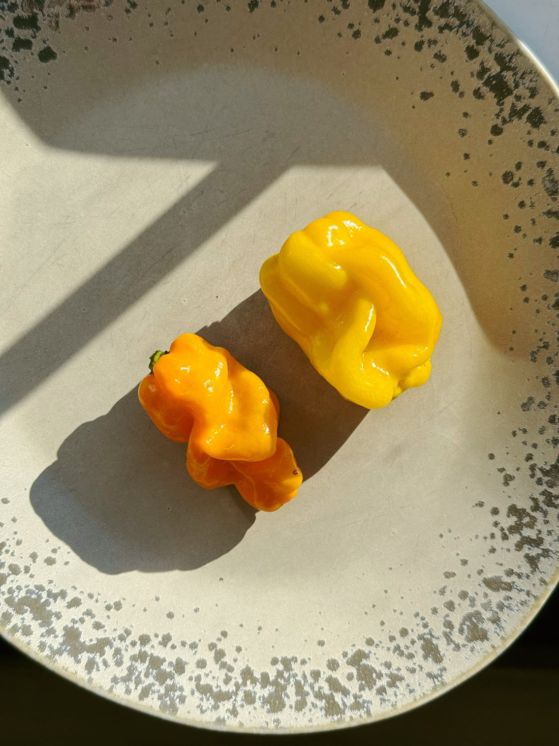 Fermentation Experimentation