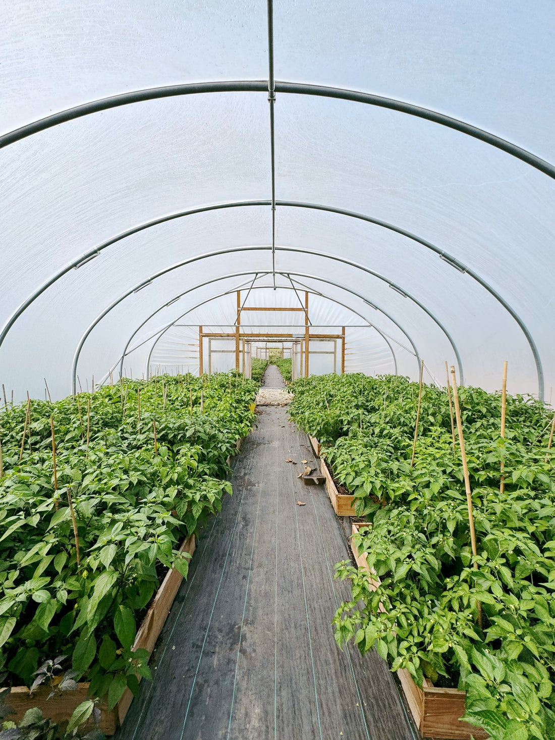 A Visit To The Farm