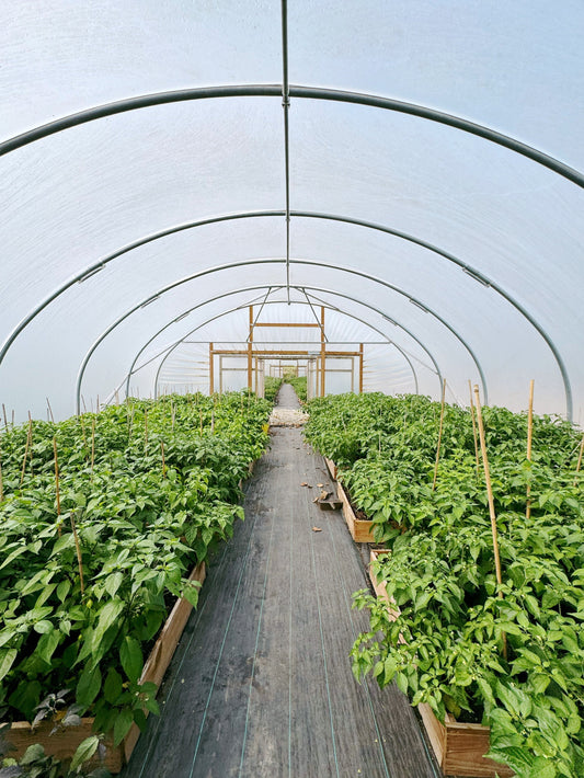A Visit To The Farm