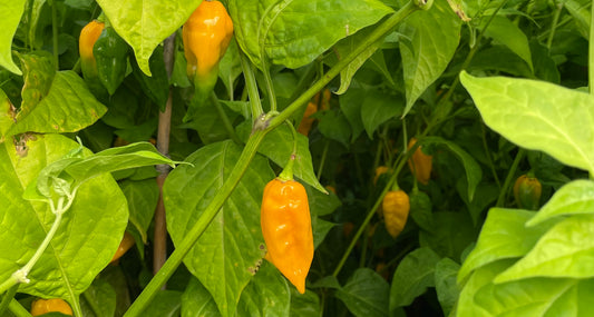 Chillies grown in Cornwall